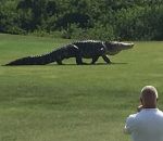 terrain Un alligator géant sur un terrain de golf en Floride