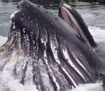hors Une baleine à bosse surgit près d'un ponton