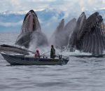 surface Des baleines à bosse font surface à côté d'une barque