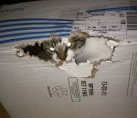 chat boite carton Dites à Schrödinger que j'ai survécu