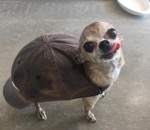 casquette Chien-tortue