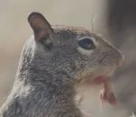 ecureuil Un écureuil mange une souris