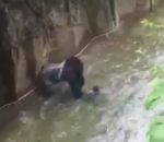 zoo enclos Un enfant chute dans l'enclos du gorille