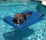 tapis piscine Un chat se rend compte de son erreur