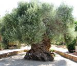 olivier Un olivier vieux de 3000 ans en Grèce