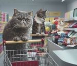 supermarche Pub Netto (Des chats font leurs courses)