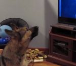 allemand Un chien hurle devant « Zootopie »