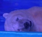 triste Un ours polaire en captivité pour des selfies