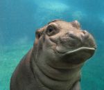 zoo eau Bébé hippopotame
