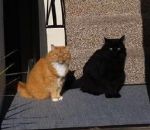 chat noir ombre L'ombre du chat
