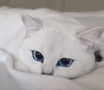 bleu chat T'as d'beaux yeux, tu sais