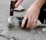marteau verre aide Un chaton la tête coincée dans un bocal