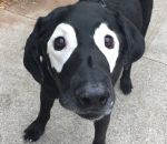 chien oeil vitiligo Chien Venom