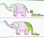 elephant L'évolution des dinosaures