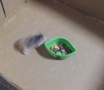 derapage drift hamster Hamster Drift