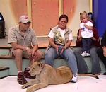 enfant tele emission Un lion attaque un enfant à la télé