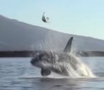 orque Une orque joue avec une tortue de mer