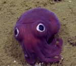 yeux L'équipage d'un navire de recherche fait la rencontre d'un stubby squid