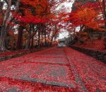 tapis feuille rouge Tapis rouge