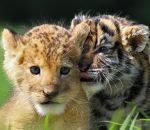 lionceau Un bébé tigre et un lionceau amis pour la vie