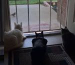 bond chat Un chien fait peur à des chats