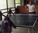 table singe Un chimpanzé joue au ping-pong
