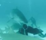 requin mordre Un photographe évite un requin tigre