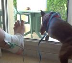 arracher Tuto : Retirer un strapping avec un chien