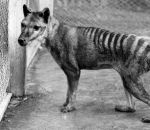 rare 6 espèces d'animaux disparues depuis 1900 