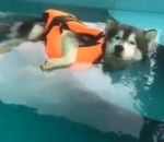 sauvetage husky piscine Un chien flotte dans une piscine