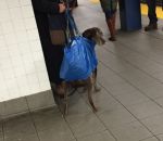 new-york Quand les chiens sont interdits dans le métro sauf dans un sac