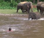 elephant Un éléphant sauve un homme de la noyade