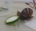 heureux Un escargot mange une tranche de concombre