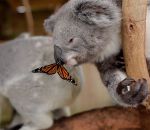 photobomb Un papillon photobombe un bébé koala