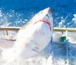 requin Un grand requin blanc rejoint un plongeur dans une cage