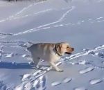 labrador Un chien adore glisser sur la neige