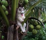 cocotier arbre husky Un chiot Husky dans un cocotier