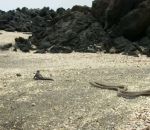 iguane Bébés iguanes marins vs Serpents affamés