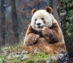 rare Qizaï le panda brun