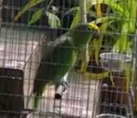 perroquet Un perroquet chante « Chandelier » de Sia