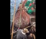 lion mer Surprise dans un filet de pêche