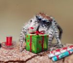 paon Des araignées sauteuses fêtent Noël