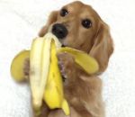 banane Un chien mange une banane comme un humain