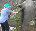 excrement femme Une vétérinaire aide un éléphant avec une occlusion intestinale