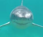 requin Un plongeur est bousculé par un grand requin blanc
