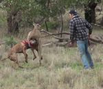 chien Un homme met un coup de poing à un kangourou