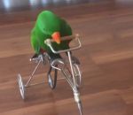 tricycle Un oiseau fait du vélo