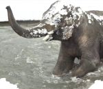 elephant neige Les animaux du zoo de Portland découvrent la neige