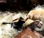 chien baton Un chien sauve son pote dans une cascade