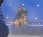 berger dresseur Un dresseur force un chien terrifié à rentrer dans l'eau pendant le tournage de « Mes vies de chien »